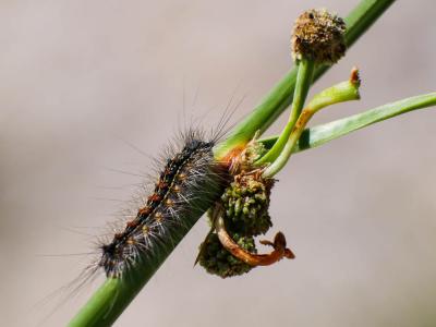 Disparate (Le), Spongieuse (La), Zigzag (Le) Lymantria dispar (Linnaeus, 1758)