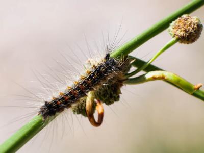 Disparate (Le), Spongieuse (La), Zigzag (Le) Lymantria dispar (Linnaeus, 1758)