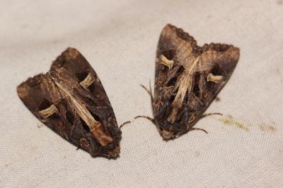 Noctuelle embrasée (La) Trigonophora flammea (Esper, 1785)