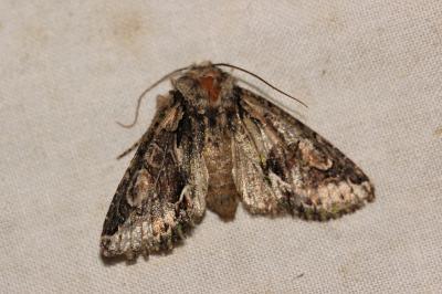 Aubépinière (L') Allophyes oxyacanthae (Linnaeus, 1758)