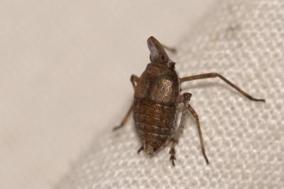 Fulgore de Dufour Bursinia genei (Dufour, 1849)
