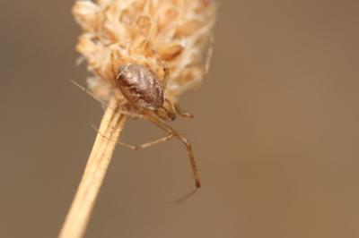  Linyphia 