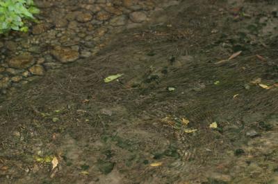 Potamot de Suisse Stuckenia pectinata (L.) Börner, 1912