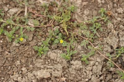 Potentille couchée Potentilla supina L., 1753