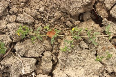 Potentille couchée Potentilla supina L., 1753
