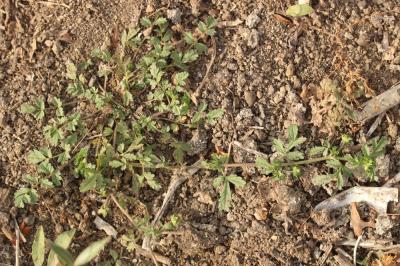 Potentille couchée Potentilla supina L., 1753