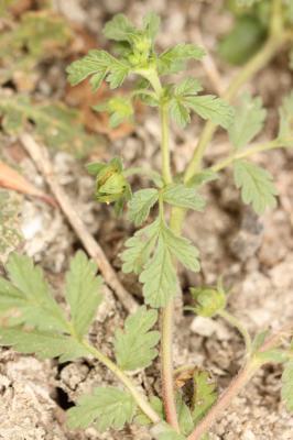 Potentille couchée Potentilla supina L., 1753
