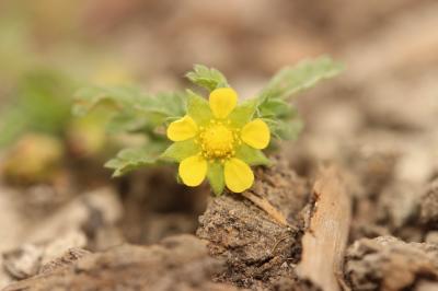 Potentille couchée Potentilla supina L., 1753