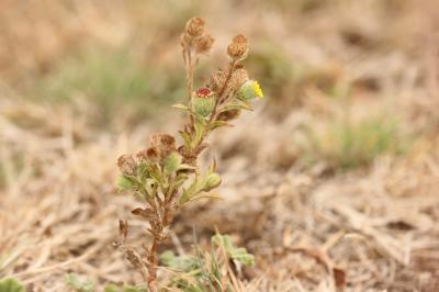 Herbe de Saint-Roch, Pulicaire annuelle, Pulicaire Pulicaria vulgaris Gaertn., 1791