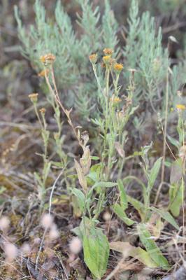 Pulicaire odorante Pulicaria odora (L.) Rchb., 1831