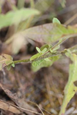 Pulicaire odorante Pulicaria odora (L.) Rchb., 1831