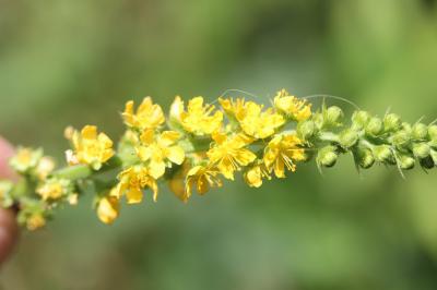 Aigremoine élevée, Aigremoine odorante Agrimonia procera Wallr., 1840