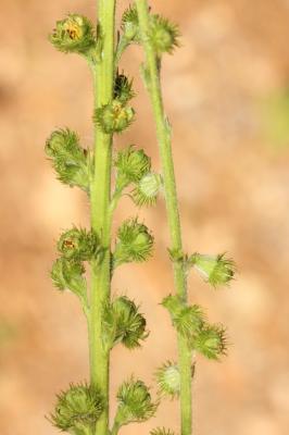 Aigremoine élevée, Aigremoine odorante Agrimonia procera Wallr., 1840