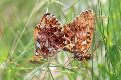 Nacré porphyrin (Le), Alezan (L'), Jason (Le), Gra Boloria titania (Esper, 1793)