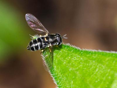  Paragus pecchiolii Rondani, 1857