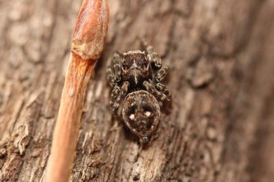  Sitticus floricola (C.L. Koch, 1837)