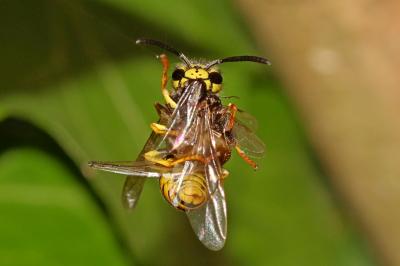 Guêpe germanique Vespula germanica (Fabricius, 1793)