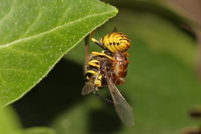 Guêpe germanique Vespula germanica (Fabricius, 1793)