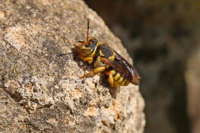  Rhodanthidium infuscatum (Erichson, 1835)