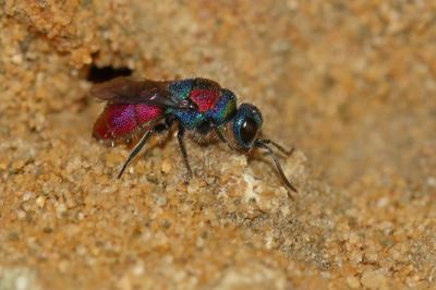  Chrysis Linnaeus, 1760
