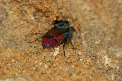 Chrysis Linnaeus, 1760