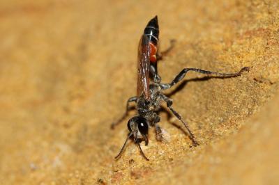  Prionyx kirbii (Vander Linden, 1827)