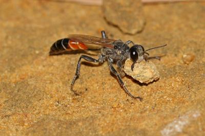  Prionyx kirbii (Vander Linden, 1827)