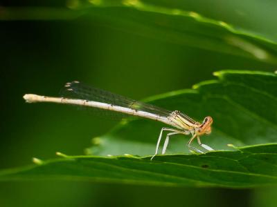 Agrion blanchâtre Platycnemis latipes Rambur, 1842