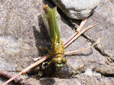  Onychogomphus 
