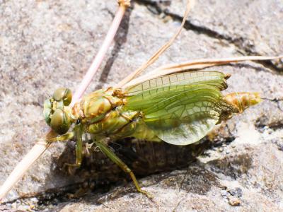  Onychogomphus 