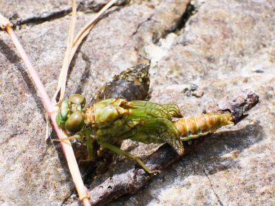  Onychogomphus 