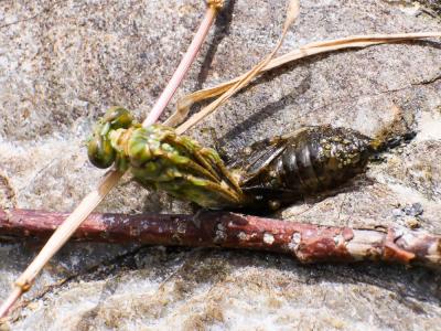  Onychogomphus 