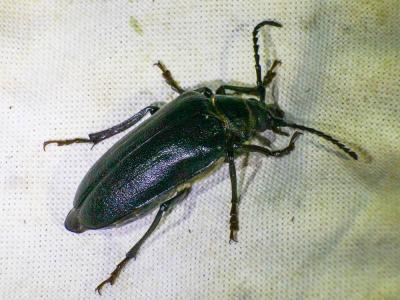  Prionus coriarius (Linnaeus, 1758)