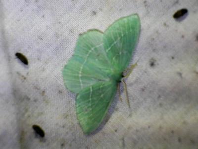 Hémithée printanière (L') Hemistola chrysoprasaria (Esper, 1795)
