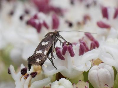  Scythris scopolella (Linnaeus, 1767)