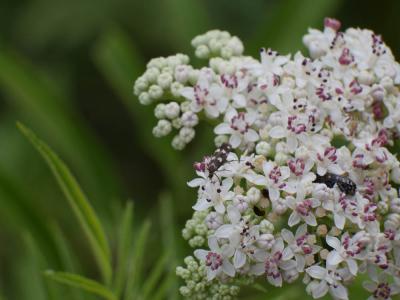  Scythris scopolella (Linnaeus, 1767)