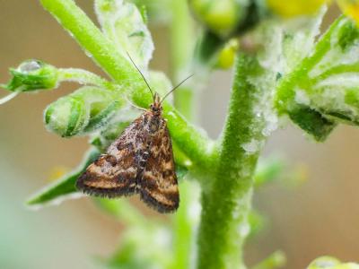  Pyrausta despicata (Scopoli, 1763)