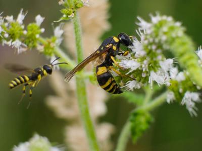  Graptopeltus lynceus (Fabricius, 1775)