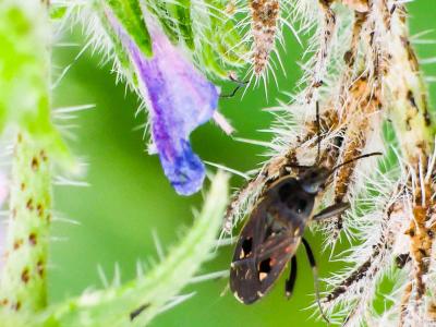  Graptopeltus lynceus (Fabricius, 1775)