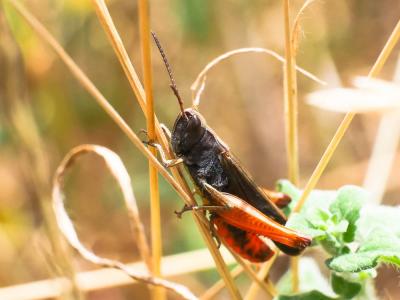 Criquet noir-ébène Omocestus rufipes (Zetterstedt, 1821)