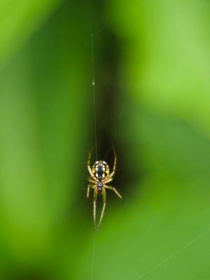 Mangore petite-bouteille Mangora acalypha (Walckenaer, 1802)
