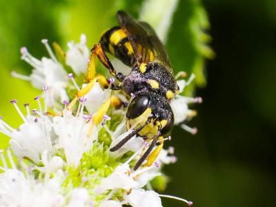  Cerceris rybyensis (Linnaeus, 1771)