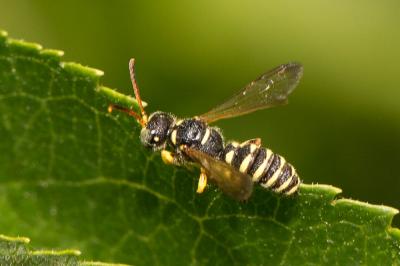  Cerceris interrupta (Panzer, 1799)