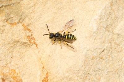  Cerceris quadricincta (Panzer, 1799)