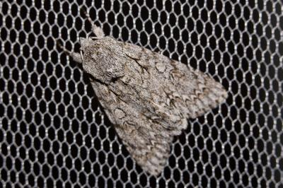 Noctuelle de l'Erable (La) Acronicta aceris (Linnaeus, 1758)