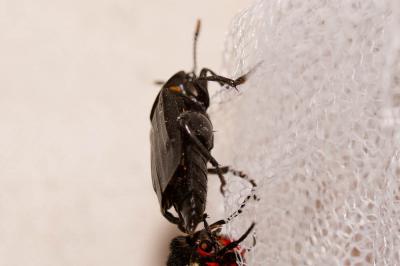 Nécrophore ensevelisseur Nicrophorus humator (Gleditsch, 1767)
