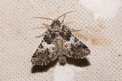 Noctuelle de l'Oeillet (La) Hadena compta (Denis & Schiffermüller, 1775)
