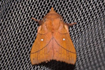 Feuille-Morte du Prunier (La) Odonestis pruni (Linnaeus, 1758)