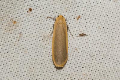 Lithosie ocre (La), Lithosie déprimée (La) Eilema depressa (Esper, 1787)