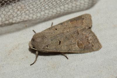 Tache effacée (La), Noctuelle aveugle (La) Ammoconia caecimacula (Denis & Schiffermüller, 1775)